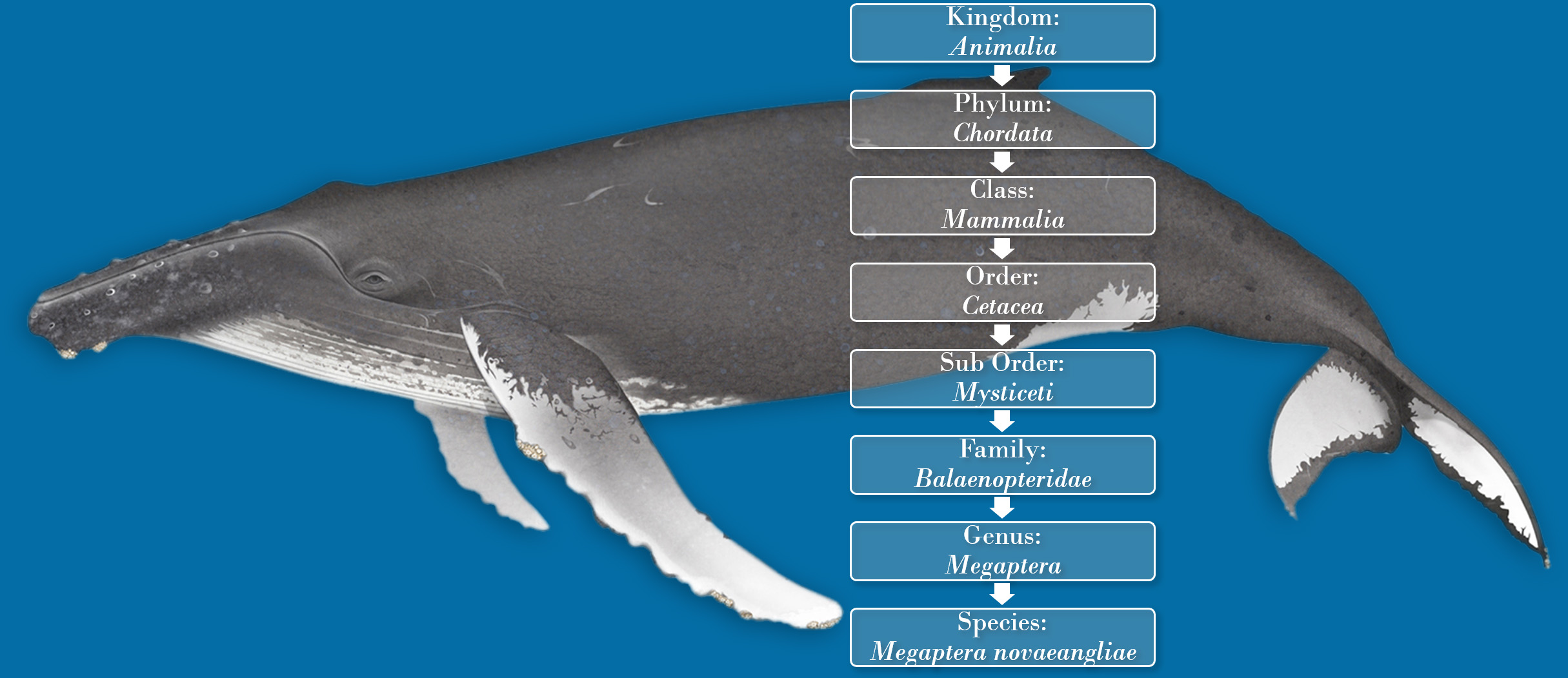 taxonomy humpback