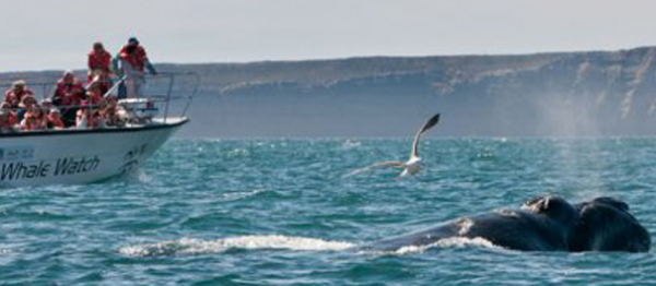 Whalewatching.jpg