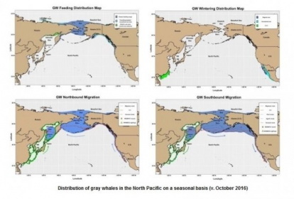 Gray Whale Distribution 4 detailed maps combined v 2016 w title
