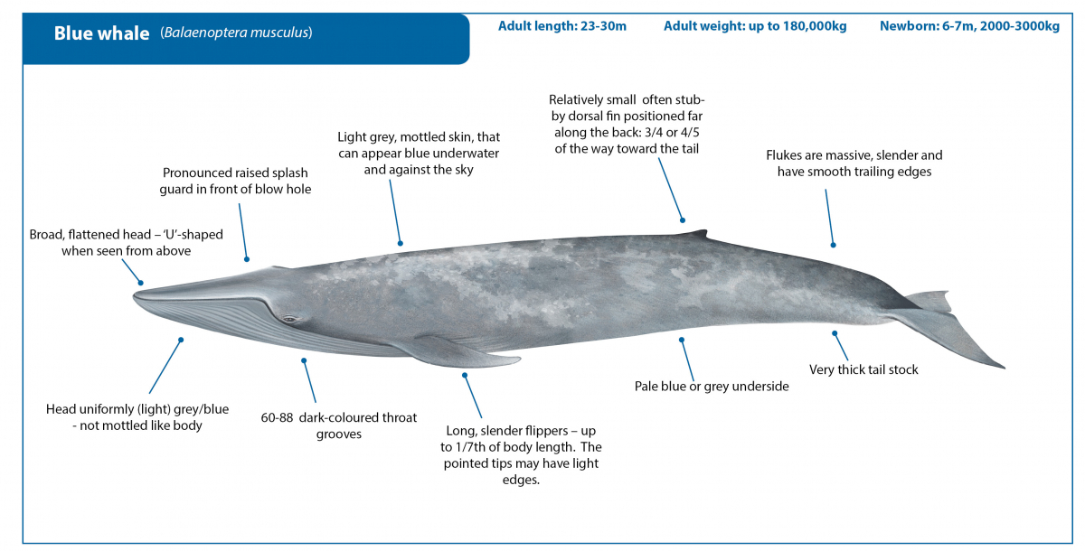 Blue whale amendedCrop