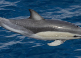 short beaked dolphin.jpg