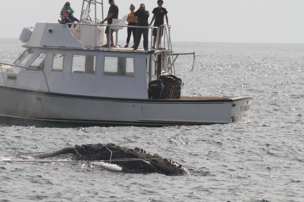 apprenticeship peru 2019 entangled right whale response