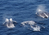 sei whales