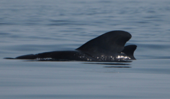 New Series of Scientific Committee Workshops: Small Cetaceans in the South Pacific