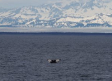A humpback whale, fluke up, off the coast of Alaska.
