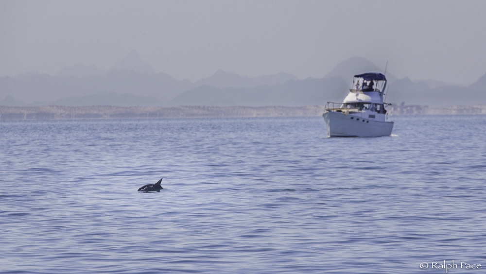 Vaquita and the research vessel Wanderlust Ralph Pace Vaquita CPR