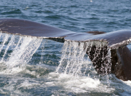 whale fluke 3