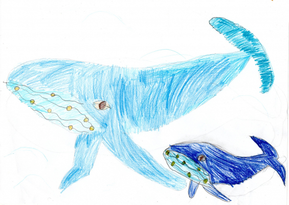 humpback whale nina dos santos age 7