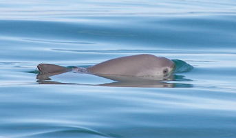 First ever Extinction Alert from the IWC: the vaquita porpoise