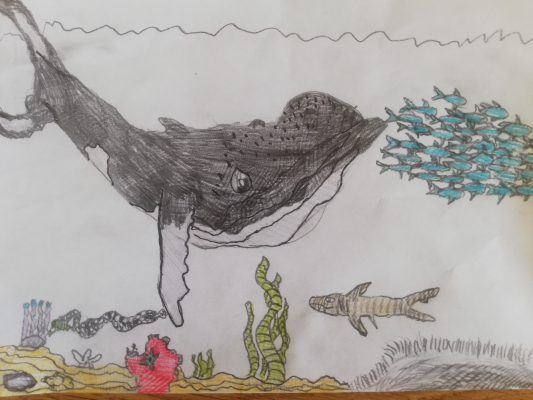 humpback whale by max nunes age 9 2
