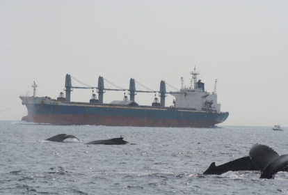 Whales with tanker.JPG