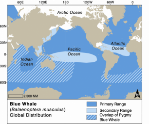 Blue whale map
