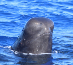 Short finned pilot whale. Note the bulbous head after which the species is named. Photo courtesy of Paula Olson.