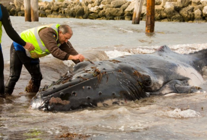 IWC experts met to advise on euthanasia of stranded large cetaceans