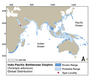 indo pacific bottlenose dolphin distribution
