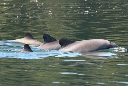 heinrich chilean dolphin 1 feb 21