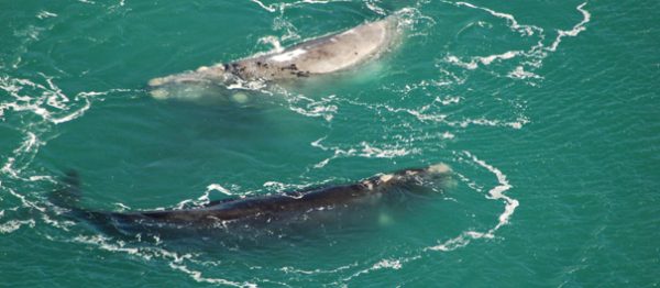 Picture-1-Southern-right-whales-from-Southern-Patagonia,-Argentina-Photo-J.-Belgrano,-Fundación-Cethus.png