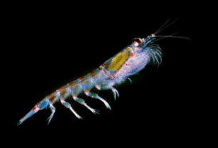 Antarctic krill Euphausia