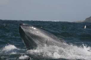Brydes whale feeding Gwenith Penry