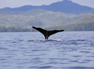 humpback tail alaska