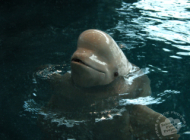 animal beluga photo1 m
