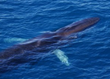 A fin whale.