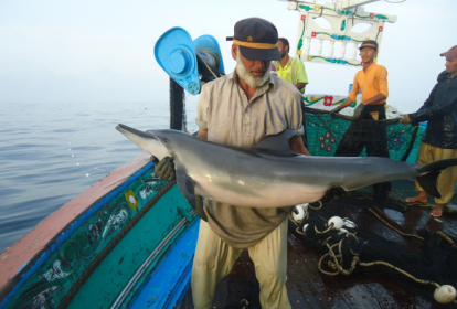 Crew-based observer in Pakistan monitors cetacean bycatch
