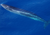 A sei whale before surfacing.