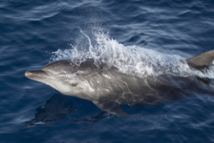 Indo-pacific bottlenose dolphin