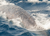 northern blue whale.jpg