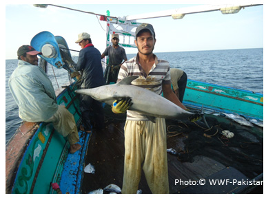 bycatch spinner dolphin caught in tuna drftnet fisheri Pakistan credit WWF Pakistan edited