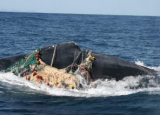 whale entanglement
