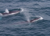 Mother and calf fin whales