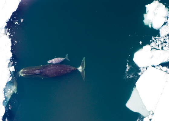Bowhead & calf, Arctic, NOAA