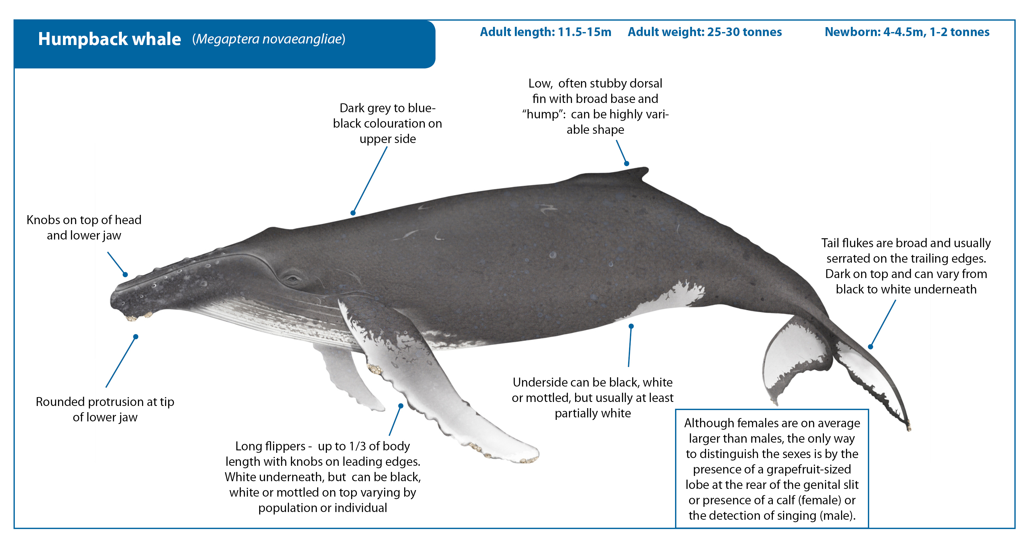 Горбатый кит Размеры