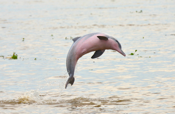 amazon river dolphin fernando trujilo 6