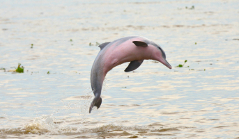 amazon river dolphin fernando trujilo 6