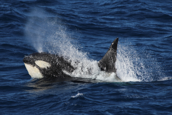 SORP killer whale copyright Kylie Owen