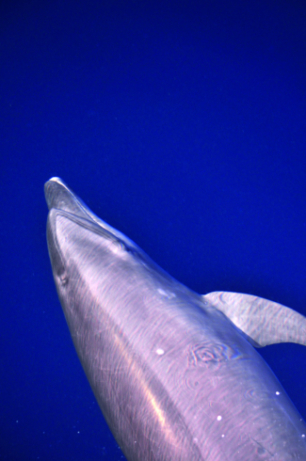 Common bottlenose dolphin off the coast of Colombia