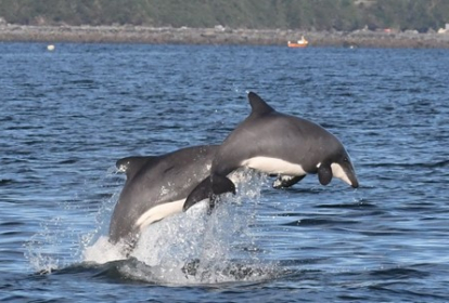 heinrich chilean dolphin 2 feb 21