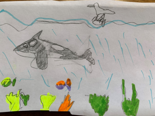 killer whale dylan smith age 7