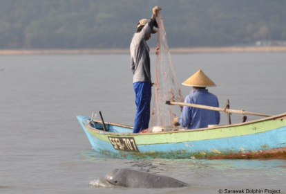 Irrawaddy dolphin by fisherman